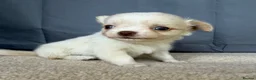 Chihuahua dogs for sale: 2 Gorgeous little long haired Chihuahua babies  - Advert 7