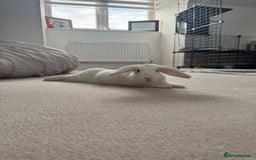 English rabbits for sale: 2 Female Rabbits  - Image 2