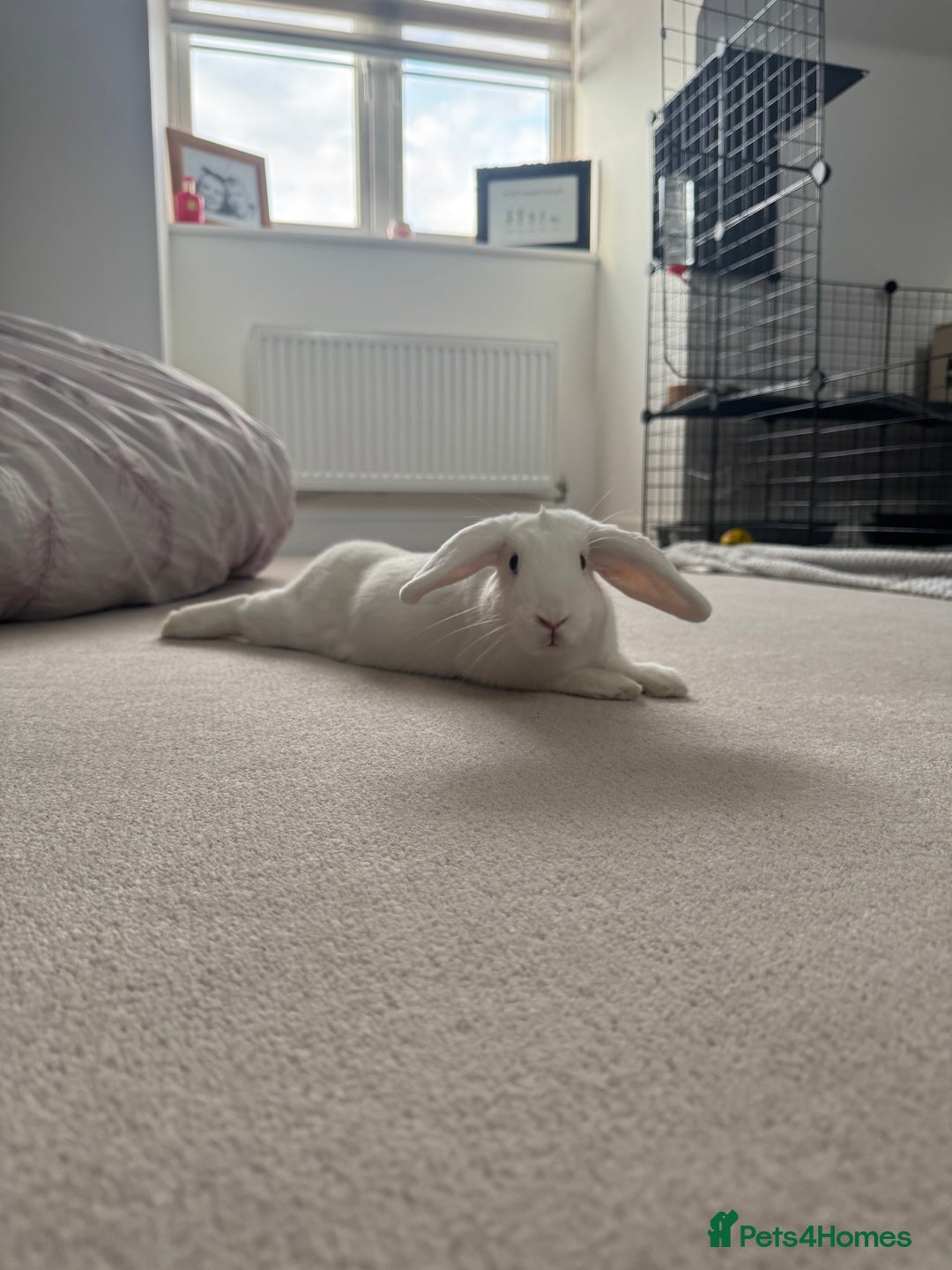 English rabbits for sale: 2 Female Rabbits  - Image 2