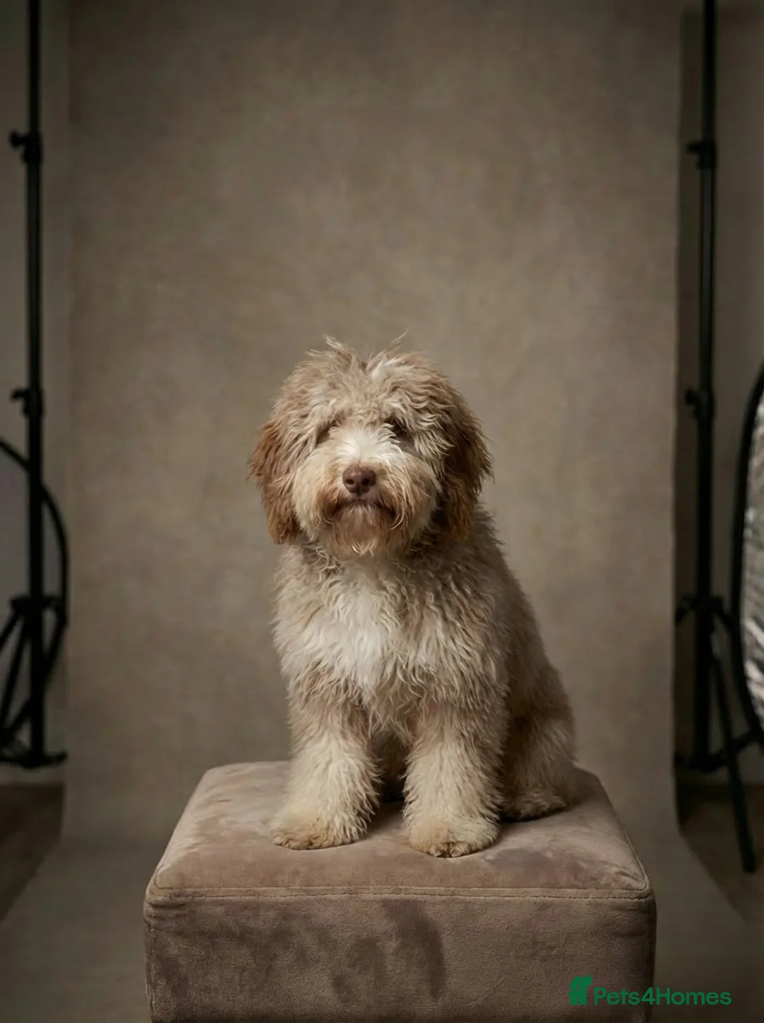 Cockapoo dogs for sale: Miniature cockapoo for sale  in Colchester - Advert 4