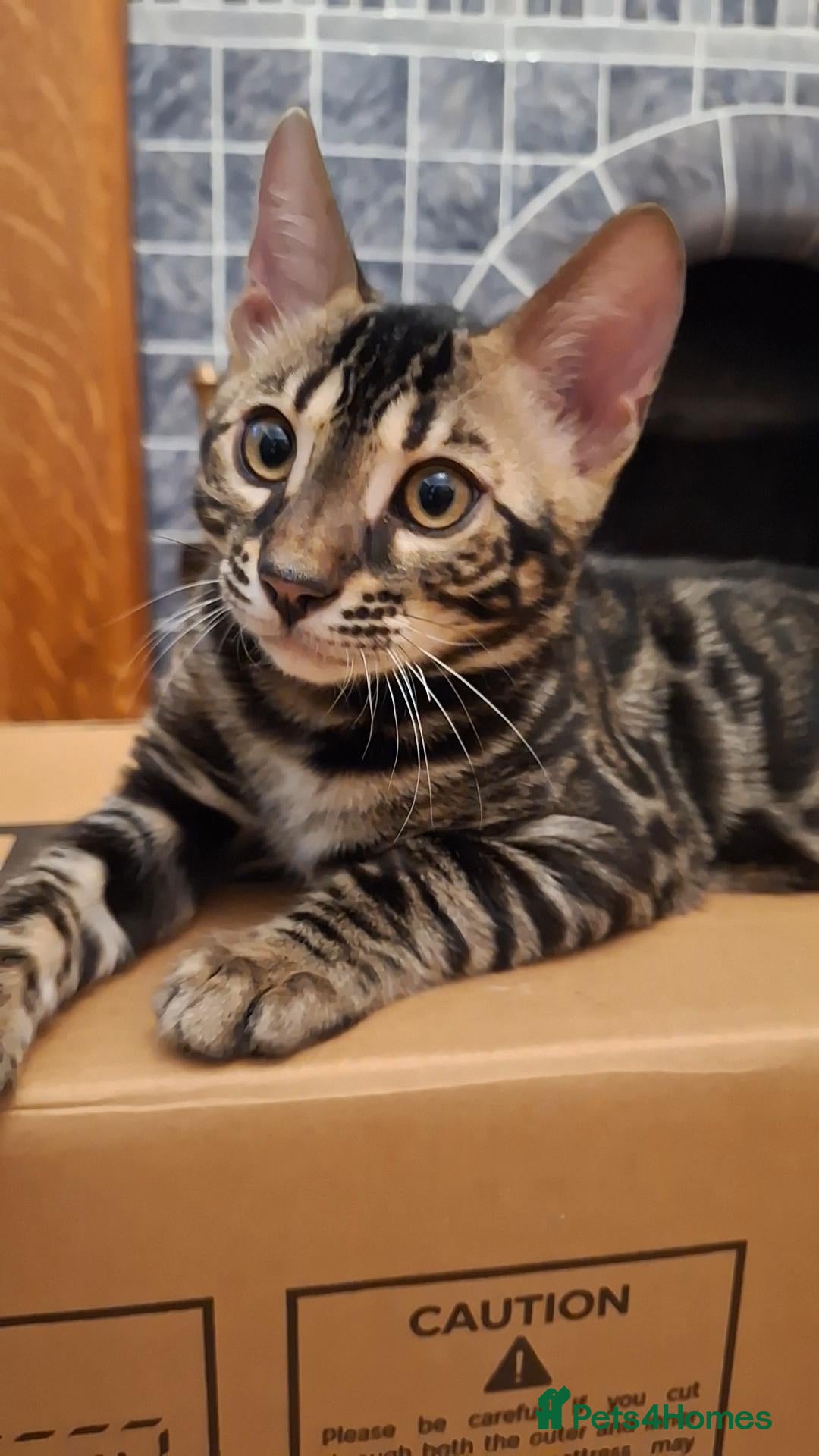 Bengal cats Elite bengal boys, ready now. - Advert 2
