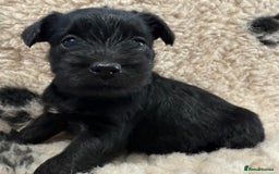 Miniature Schnauzer dogs for sale: Miniature schnauzers pups - Image 17