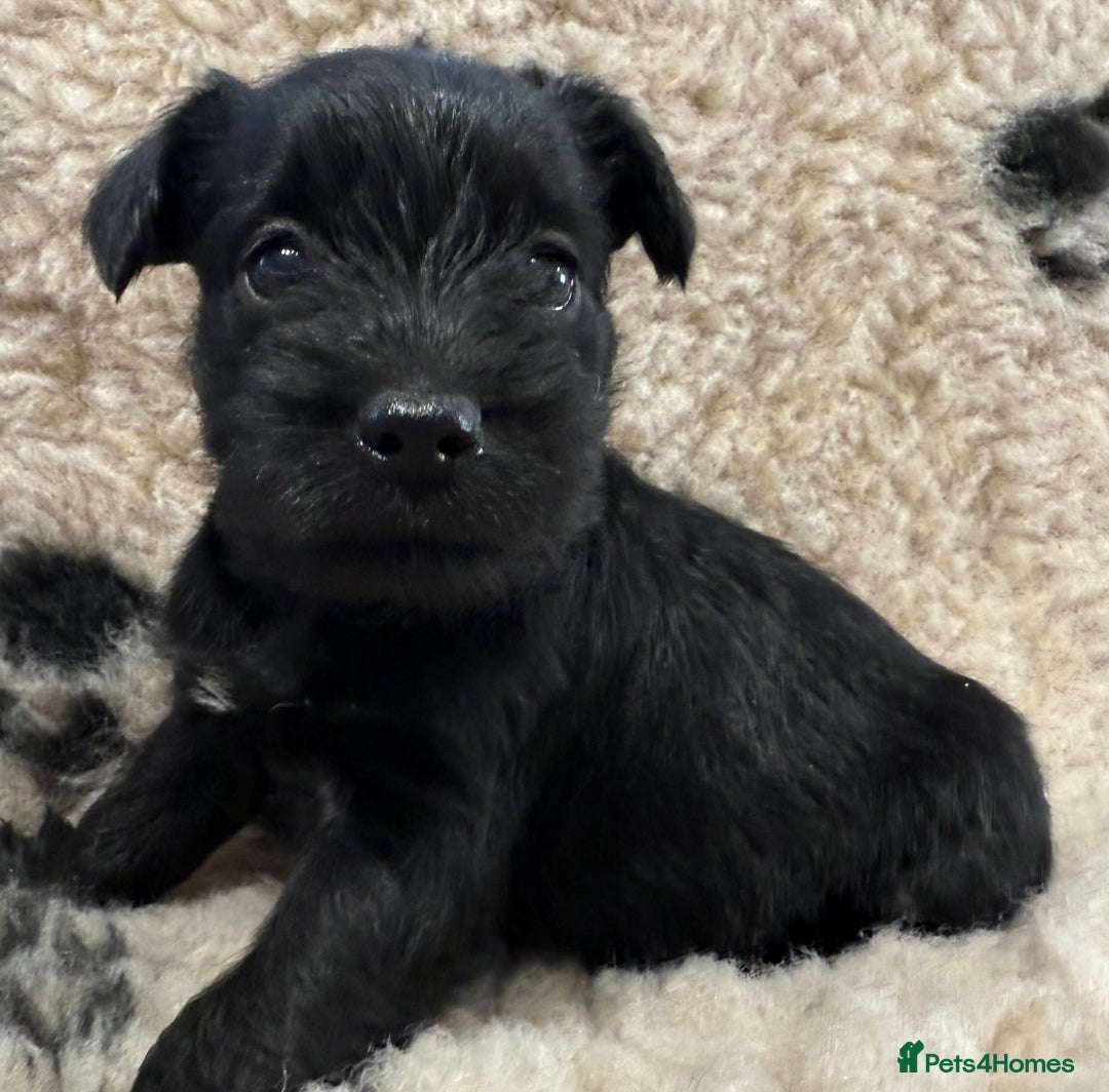 Miniature Schnauzer dogs for sale: Miniature schnauzers pups - Image 17