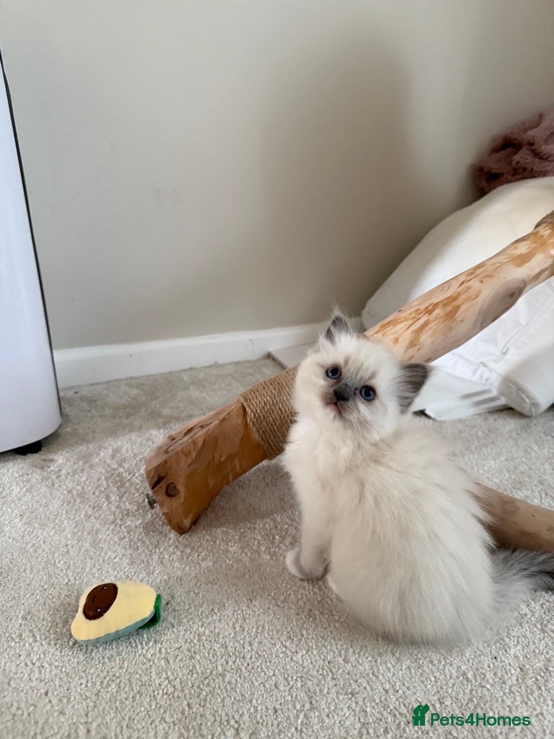 Ragdoll cats for sale: 🎀 Purebred European Ragdoll kittens 🎀  - Image 4
