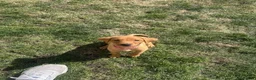 Labrador Retriever dogs for sale: 3 Beautiful Fox Labradors / 1 Boy / 2 Girls  - Advert 11