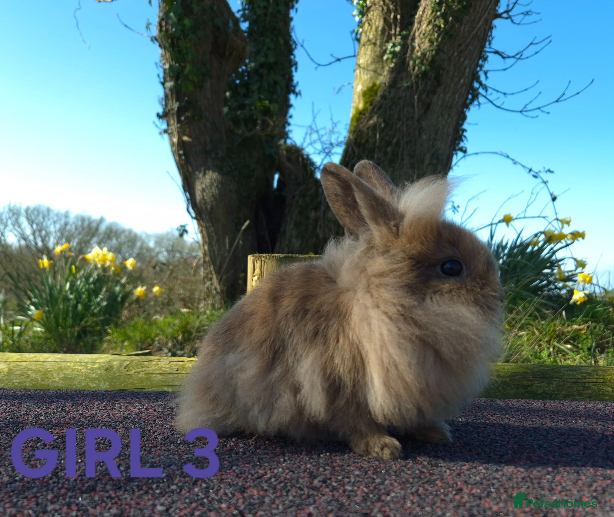 Lionhead rabbits Stunning lionheads  - Advert 8