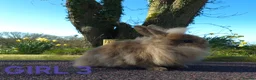 Lionhead rabbits for sale: Stunning lionheads  - Advert 2