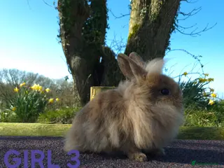 Lionhead rabbits Stunning lionheads - Advert 8