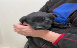 Borador dogs for sale: ⚫️lab x collie puppies ⚪️ - Advert 10