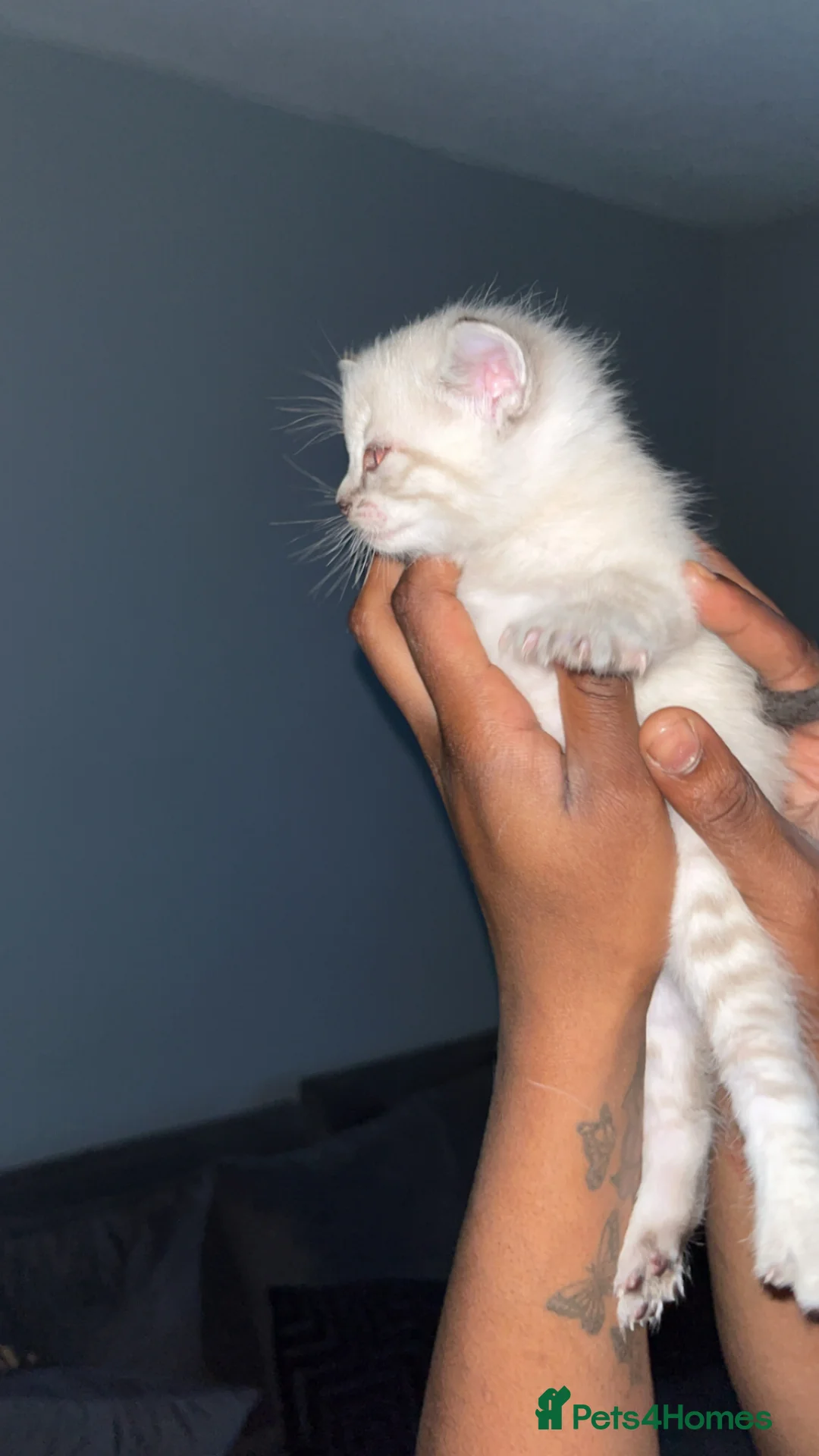 British Shorthair cats for sale: Adorable Russian Blue Mix Kittens  28th April 🐾 in London - Advert 5