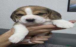 Beagle dogs for sale: Sweet litter of tri-colored beagle - Advert 5