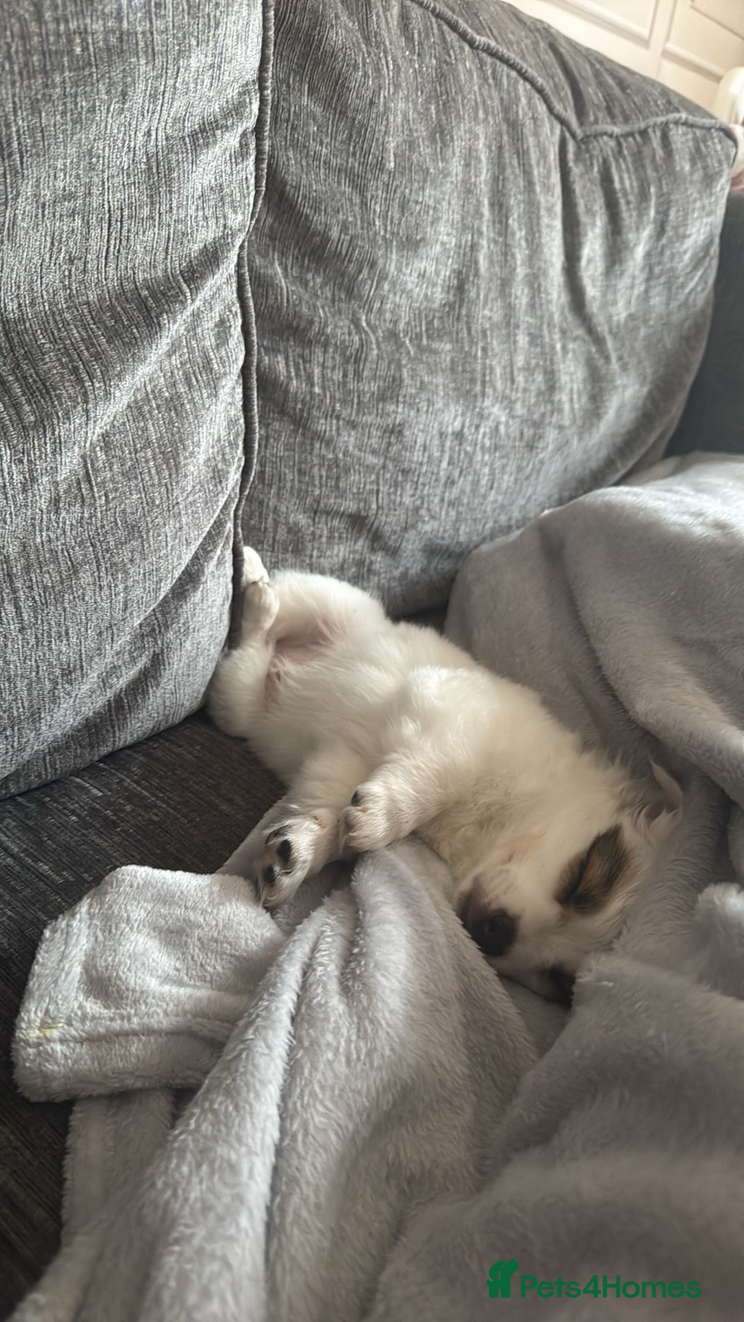 Mixed Breed dogs for sale: chihuahua, Pomeranian jack Russell puppy   - Advert 11