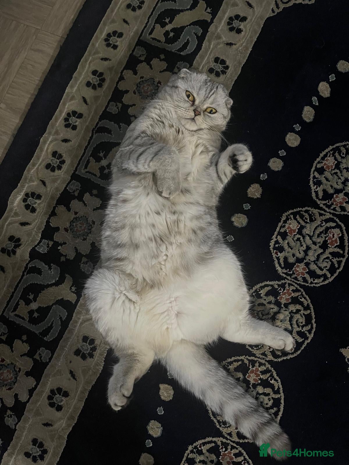 Scottish Fold cats Scottish female cat - Advert 3