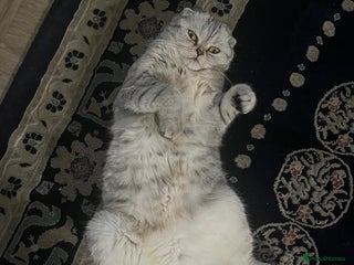 Scottish Fold cats - Advert 27