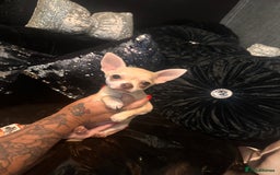 Chihuahua dogs for sale: Perfect chihuahua puppies 🩷💙 - Image 4