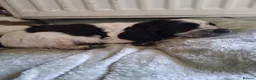 Cocker Spaniel dogs for sale: Beautiful KC Reg Show-Cocker Spaniel puppies  in Doncaster - Advert 35