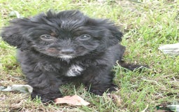 Cavapoo dogs for sale: Beautiful cavapoos  - Image 16