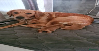 Golden Retriever dogs Beautiful Chunky Golden Retriever Pups - Advert 3