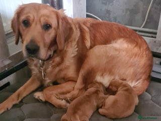 Golden Retriever dogs Beautiful Chunky Golden Retriever Pups - Advert 7