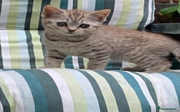 British Shorthair cats for sale: British shorthair kittens  - Image 6