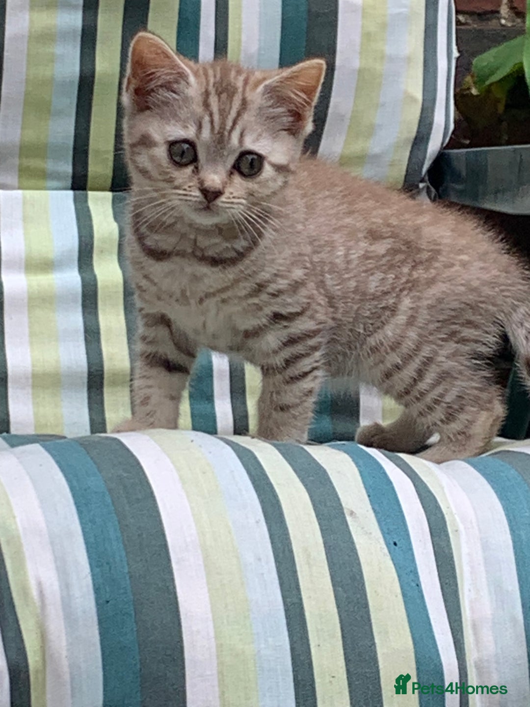 British Shorthair cats for sale: British shorthair kittens  - Image 6
