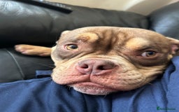 American Bully dogs for sale: Micro bully female 12 months - Image 5