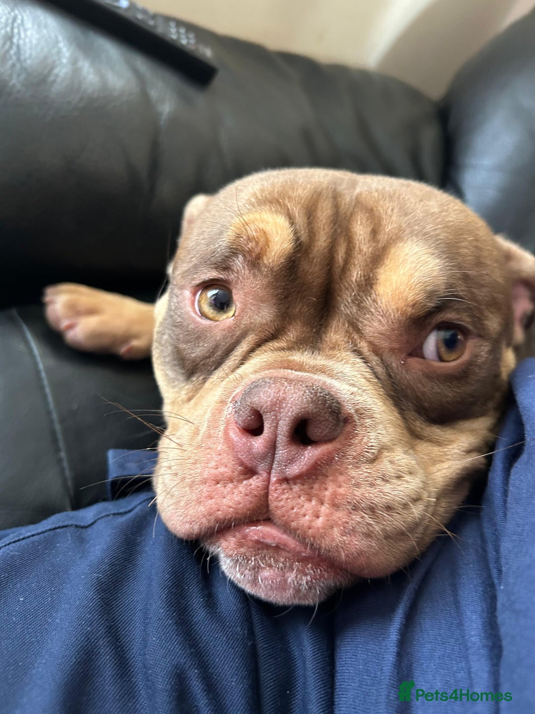 American Bully dogs for sale: Micro bully female 12 months - Image 5