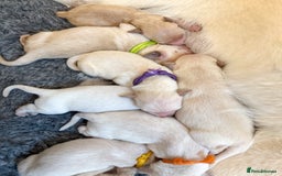 Goldador dogs for sale: A Special Litter of Goldador Puppies - Image 17