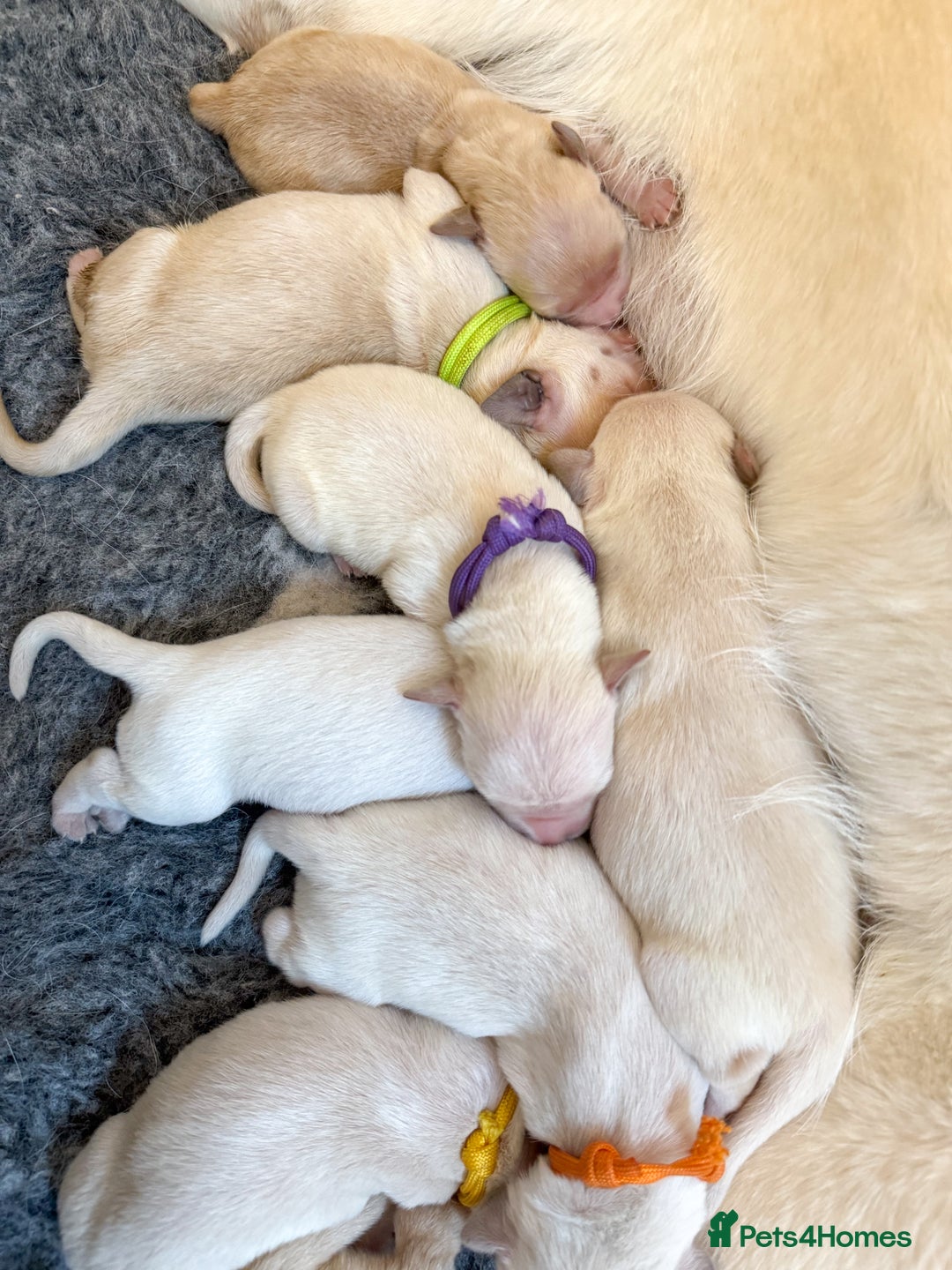 Goldador dogs for sale: A Special Litter of Goldador Puppies - Image 17