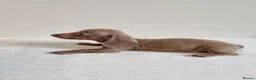 Miniature Dachshund dogs for sale: Beautiful Miniature Dachshund Puppies  - Advert 14