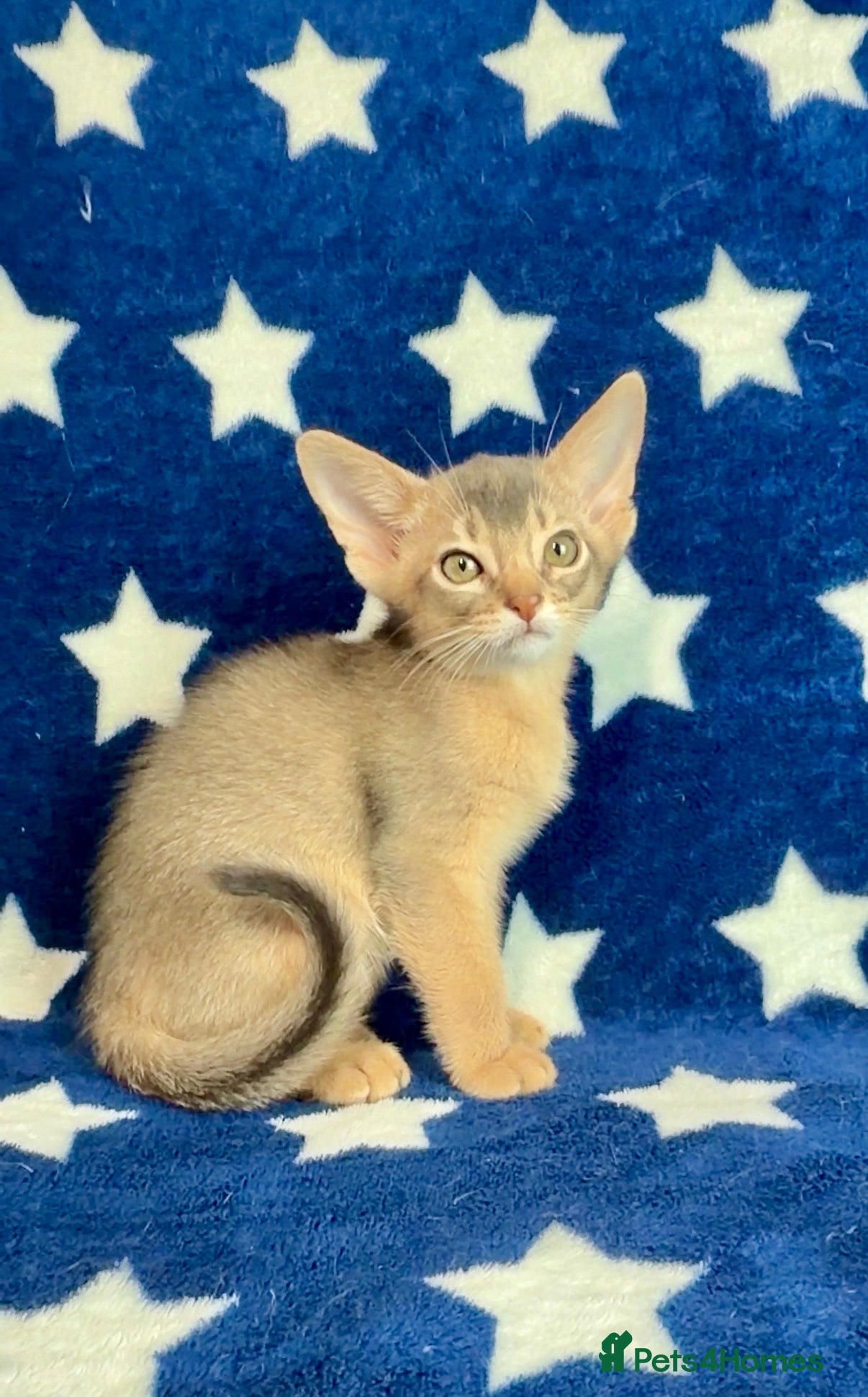 Abyssinian cats 💙 Two Blue Male Abyssinian Kittens Available 💙 - Advert 1