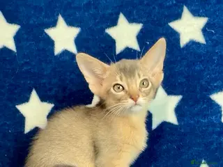 Abyssinian cats 💙 Two Blue Male Abyssinian Kittens Available 💙 - Advert 2