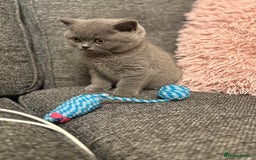 British Shorthair cats for sale: British Shorthair Male Kitten (GCCF) - Advert 28
