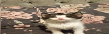 Mixed Breed Kitten 4
