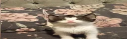 Mixed Breed cats for sale: Beautiful kittens  - Advert 4
