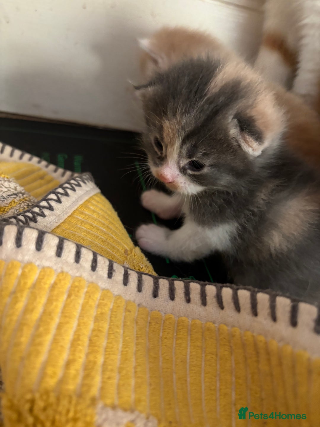 Maine Coon cats for sale: Beautiful Maine Coon X kittens - Image 19