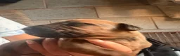 Rhodesian Ridgeback dogs for sale: KC Registered Rhodesian Ridgebacks - Advert 4