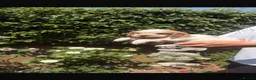 Cocker Spaniel dogs for sale: Royal cocker spaniel puppy’s  in Cranbrook - Advert 10