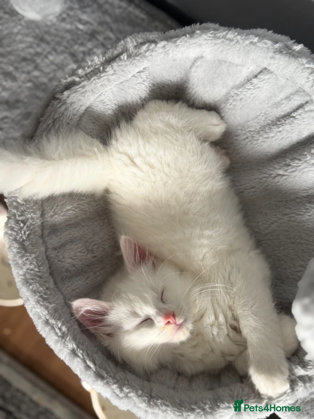 Norwegian Forest Cat cats for sale: pure white long hair mixed breed kitten in Stoke-on-Trent - Advert 2