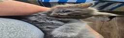Persian cats for sale: 3 beautiful kittens ready now  - Advert 16
