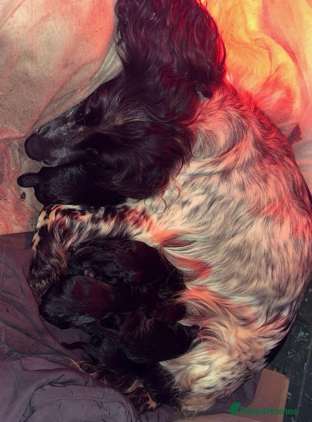 Cockapoo dogs for sale: 8 beautiful f1 cockerpoo - Advert 6