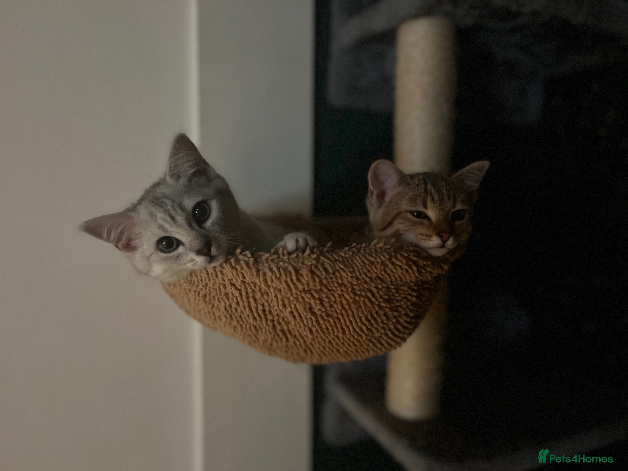 British Shorthair cats for sale: BHS x kittens - Advert 8