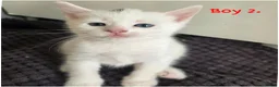 Mixed Breed cats for sale: 🔹️🔸️🔹️Kittens🔸️domestic cat x Ragdoll 🔹️🔸️ - Advert 3