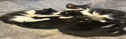 Mixed Breed cats for adoption: Beautiful Black & White Mixed Breed Kittens   in Lichfield - Advert 8
