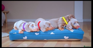 Miniature Dachshund dogs - Advert 12