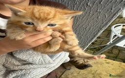 Mixed Breed cats for sale: 1 rare ginger female 3 ginger toms 1 female tabby  - Image 2