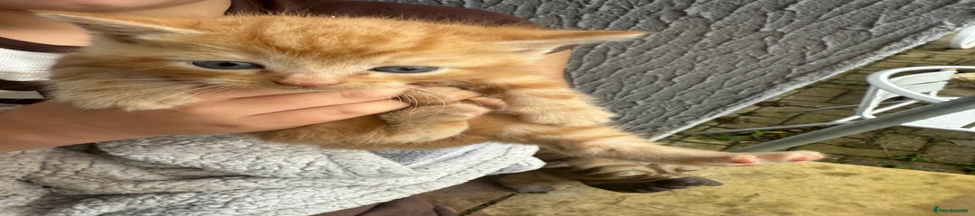 Mixed Breed Kitten 3
