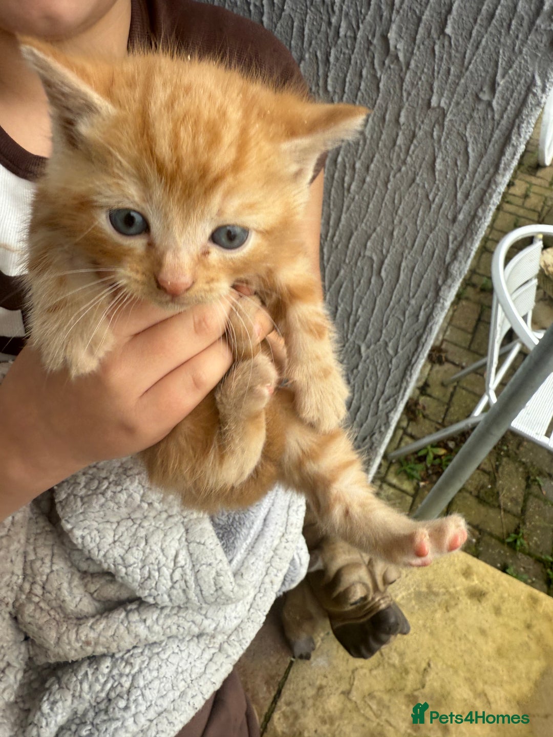 Mixed Breed cats for sale: 1 rare ginger female 3 ginger toms 1 female tabby  - Image 2