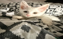 Maine Coon cats for sale: Gorgeous babies ready to find their forever family - Image 4