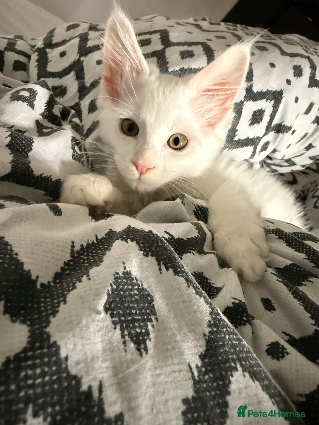 Maine Coon cats for sale: Gorgeous babies ready to find their forever family - Image 4